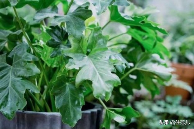 碧桂园阳台花园打造方法,50平打造网红阳台