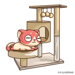 猫咪不睡窝喜欢睡床,猫窝猫咪不睡怎么办