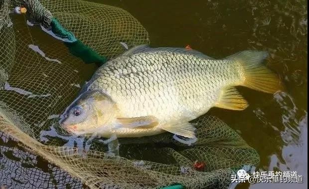 老钓友用的最强饵料,最好的饵料用过的钓友推荐