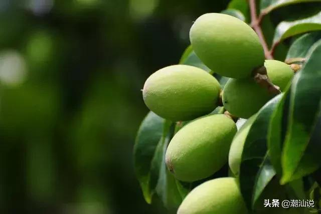 潮汕什么时候橄榄代替槟榔,潮汕吃槟榔的习俗