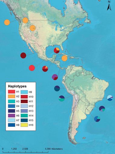 “你看那个人，好像在用浣熊投毒。”