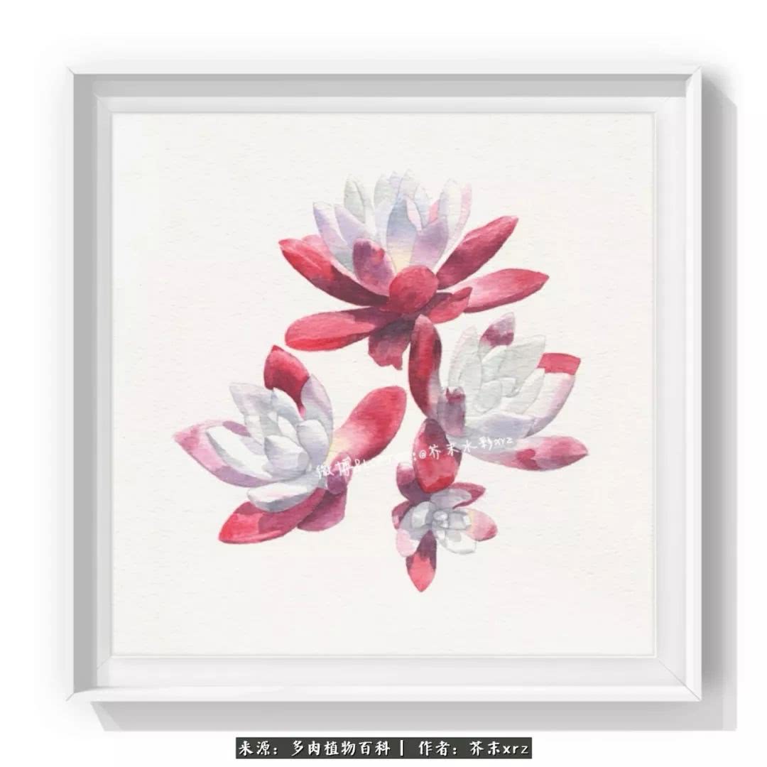 那个爱画多肉的小姑娘带着她的心头肉又来啦!