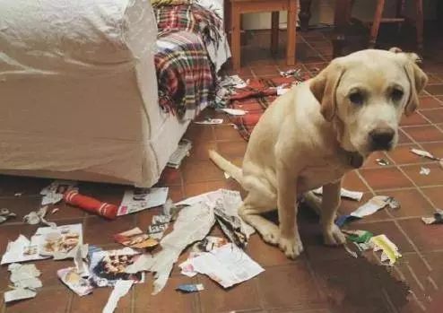 狗狗绝育后真的会变得乖吗,九岁的狗狗还有绝育必要么