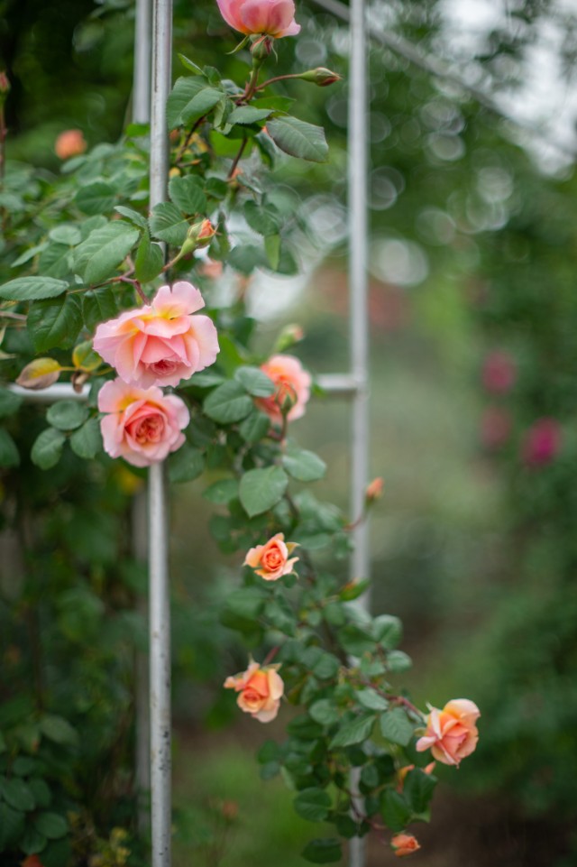 灏煎悍df3000,灏煎悍DF娴嬭瘎