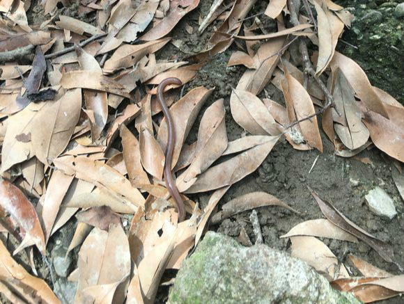 罗非鱼用蚯蚓好钓嘛,罗非鱼用蚯蚓能钓吗