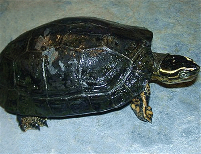 水陆两栖龟选什么龟,水陆两栖龟陆龟怎么区别
