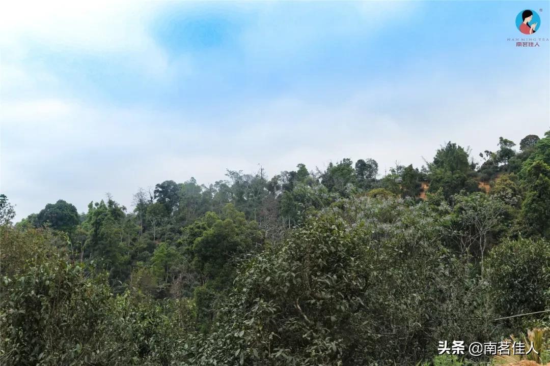 快看！前方发现一座宝藏山头，神似“班章”，却有自己的独特之处