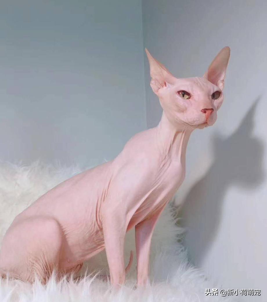 因无毛猫身体太过裸露，奶奶做了件衣服，网友却说诱惑力更大了