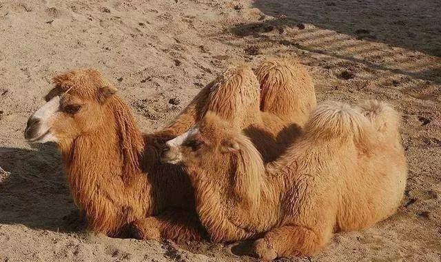 被称为沙漠之舟的骆驼站,被誉为沙漠之舟的骆驼原版