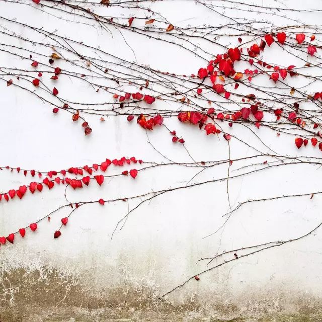 小林｜常恐秋风早，飘零君不知