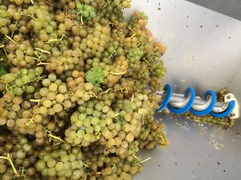 法国干红葡萄酒酿造过程,葡萄酒酿造过程