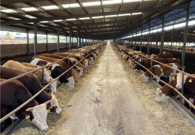 养牛赚钱吗一只羊能赚多少,养牛一年能赚多少钱