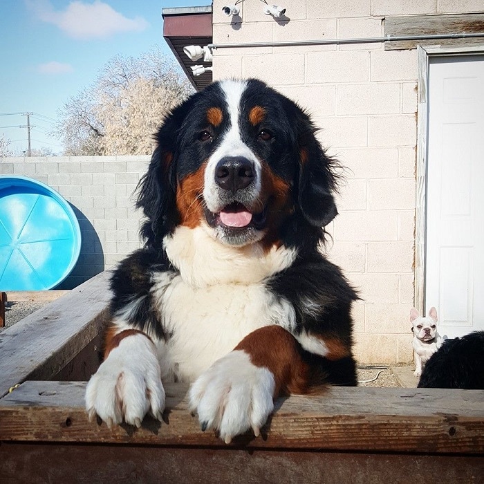 世界上最昂贵的犬,世界上十大最名贵的犬种附图