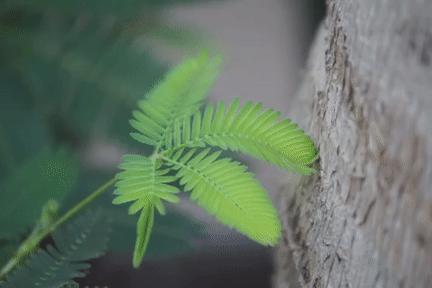 绿萝有毒长寿花有毒吗,绿萝有毒吗什么花有毒