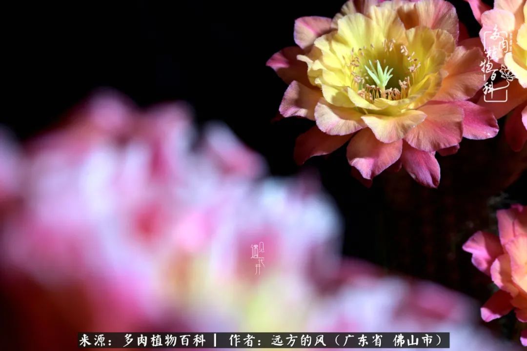 那些花儿在每个角落静静为你开着,那些花儿在每个角落静静地绽放