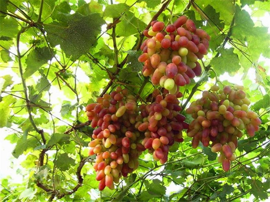 百种水果,100种果子大全