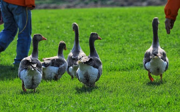超长记录亲子牧场一日游,暑期草原亲子游攻略