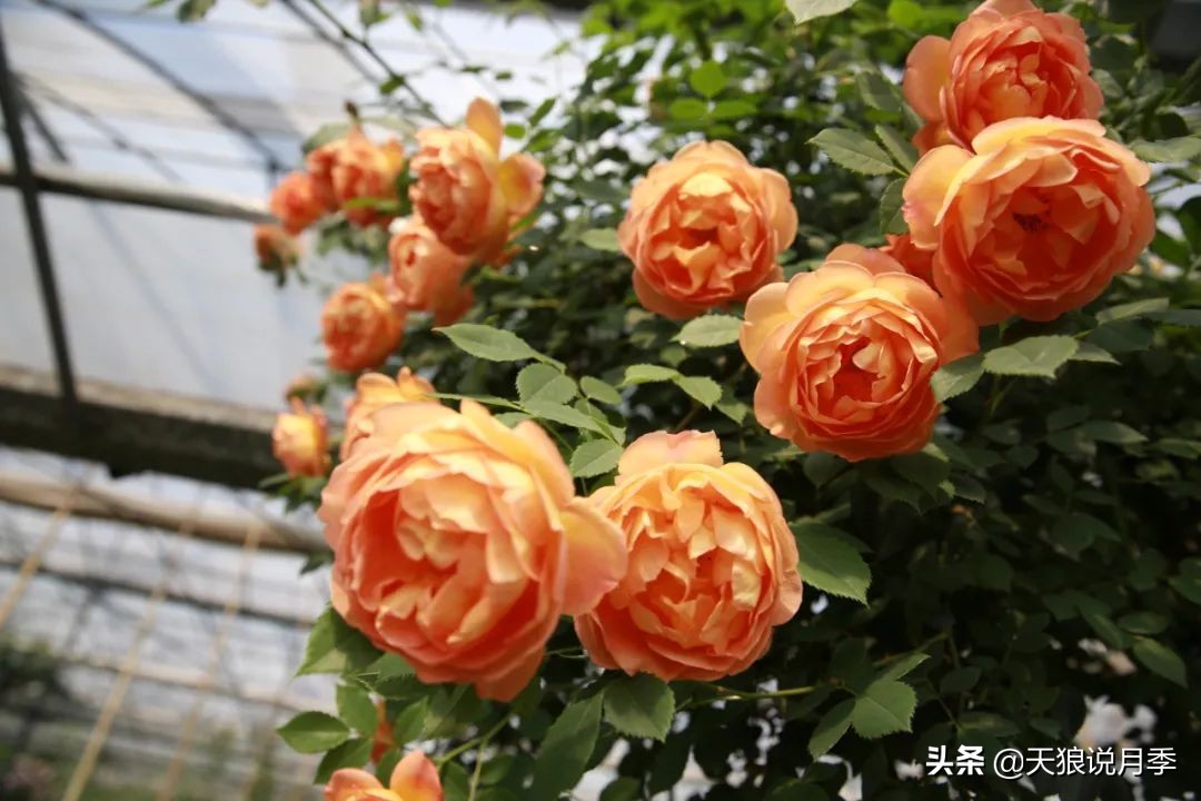 阳台还可以种植什么花种,阳台上也可以种出好看的花