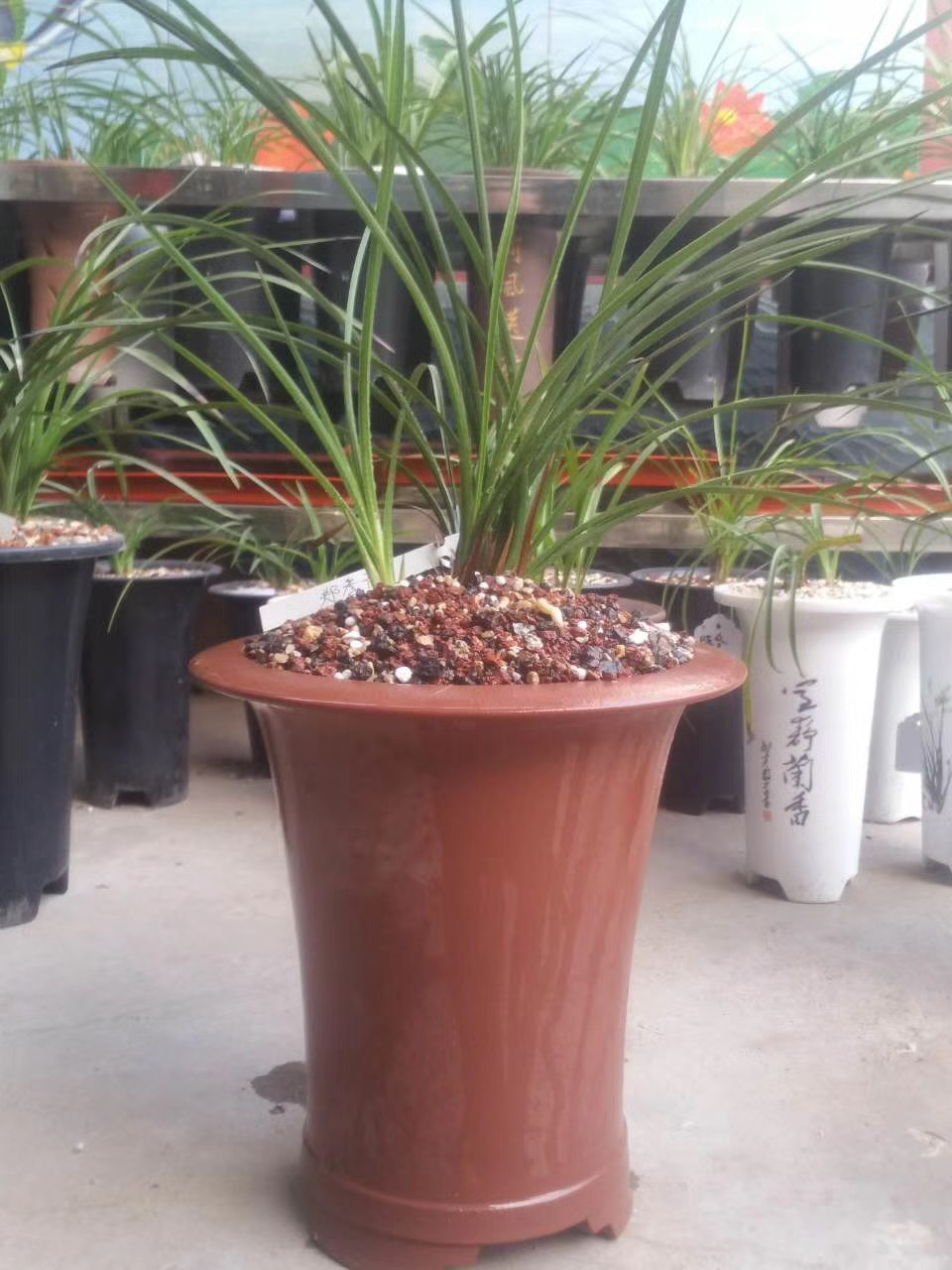 修剪了烂根的兰花怎么上盆和浇水,烂根兰花水培生根后怎么上盆