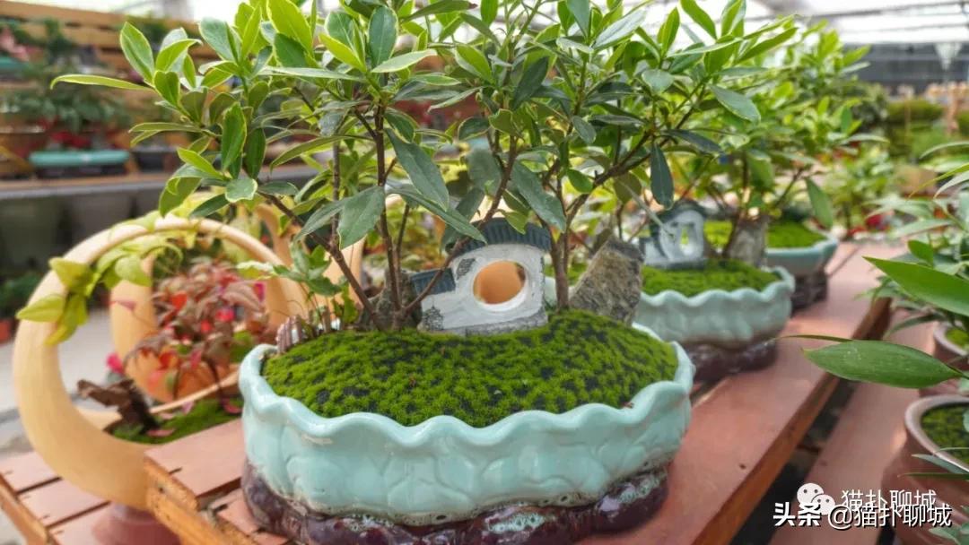 聊城最便宜的花卉批发,聊城附近的花卉市场