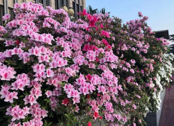 家里的药都过期了该如何处理,家中七种过期药品不要扔