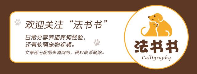 猫的智商有多高,猫智商到底有多高