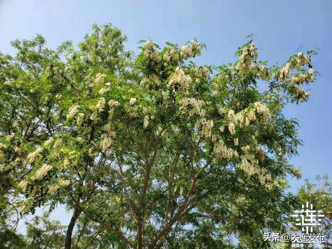 一个极美的露营地,槐之乡露营地