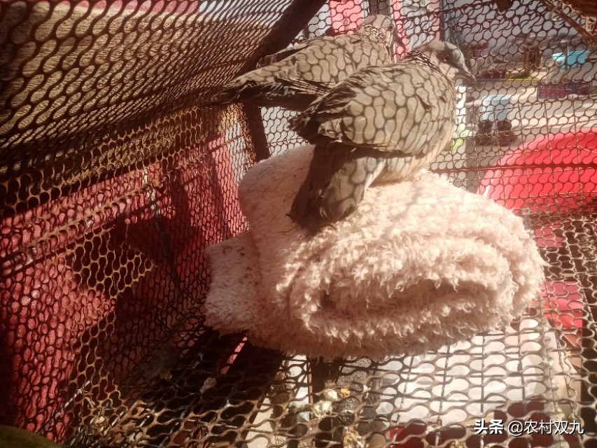 家里飞来斑鸠,斑鸠适合放家里吗