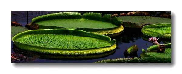 花开一季草木一秋人活一世,人活一世草木一秋花开花落