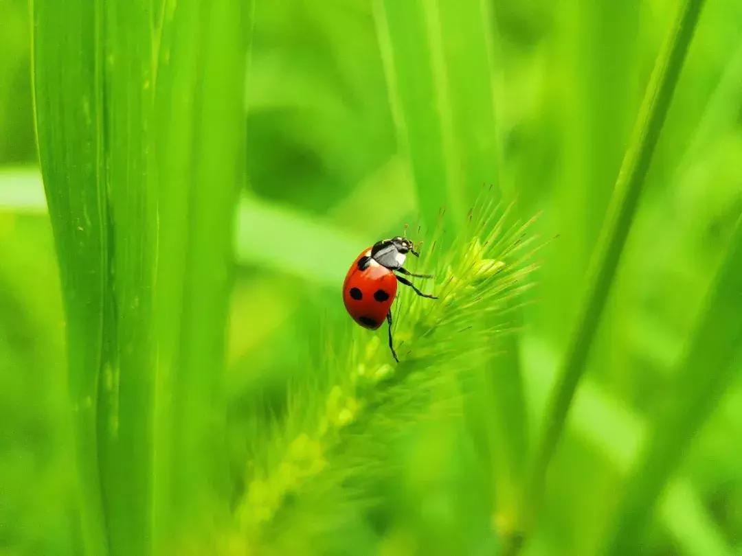 手把手教你拍摄微距花,春天拍花卉微距摄影镜头推荐