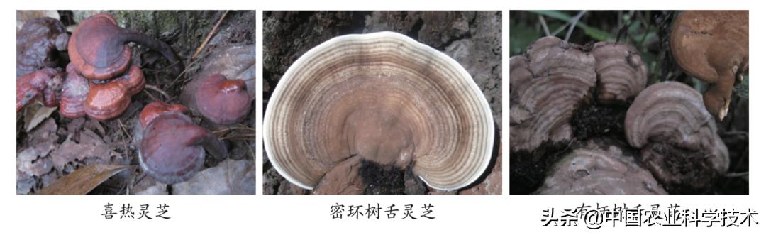 如何鉴别灵芝孢子粉真假,怎么判断灵芝有没有孢子粉