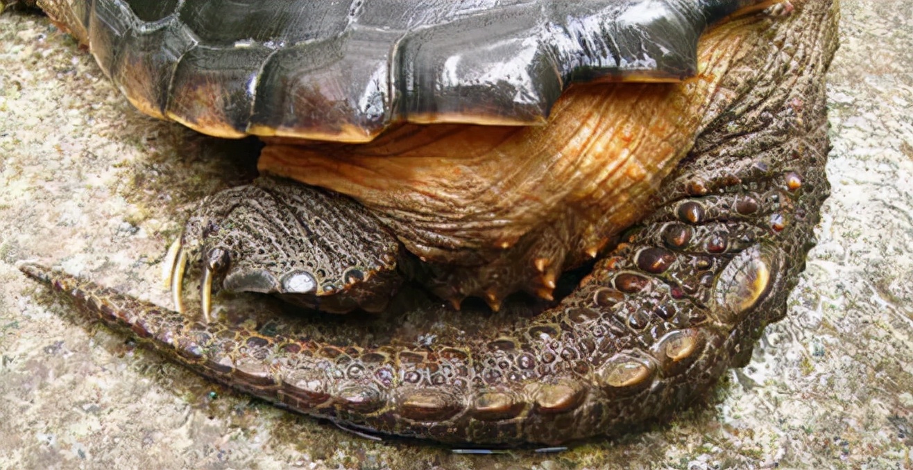 北美鳄龟和杂佛鳄龟分别的优势,北美鳄龟和佛鳄的区别谁更凶