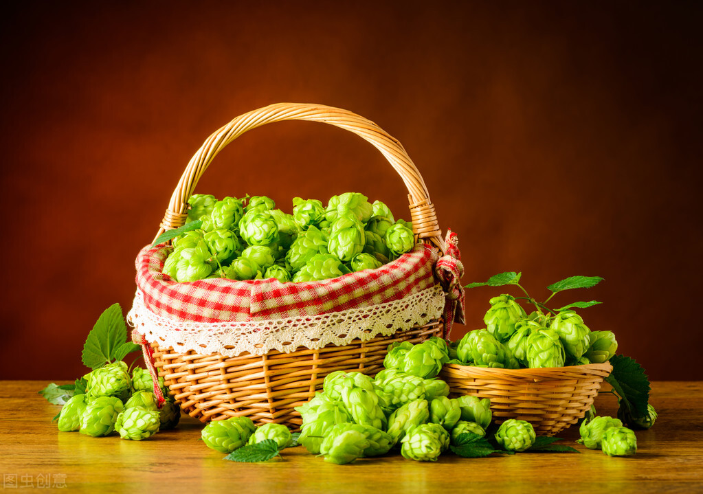 啤酒花酿造啤酒,啤酒花为什么能酿啤酒