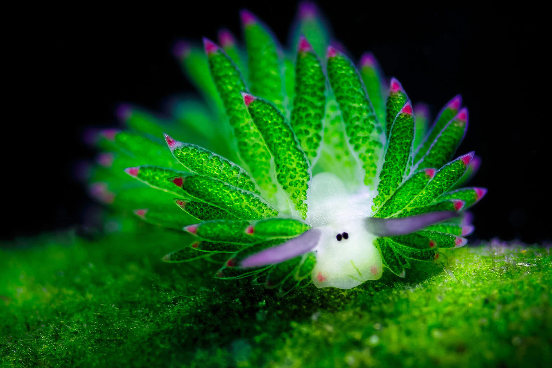 海精灵动物,海精灵是动物吗