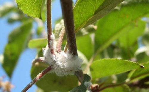 蚜虫的种类及图片大全,蚜虫种类有哪些图片