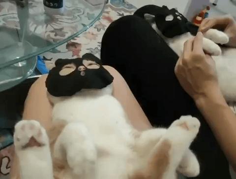 据说最近喵圈流行敷面膜，铲屎官请准备