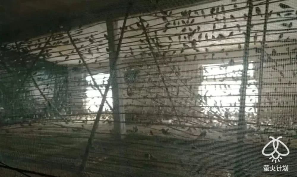 杀穿山甲时，下面会有一碗白米饭接着留下来的血|野味帝国