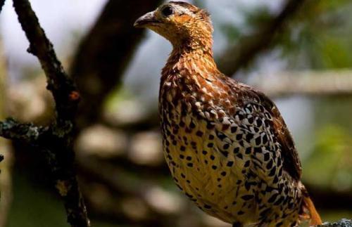 鹧鸪的饲养管理都需要注意什么，养殖利润高不高