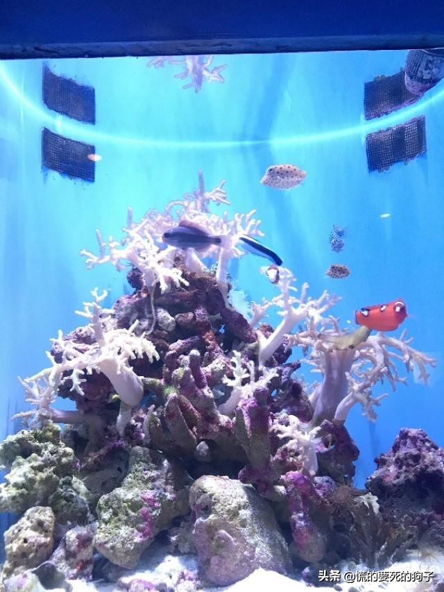 春节海洋旅游攻略,新春旅游推荐2-3天游