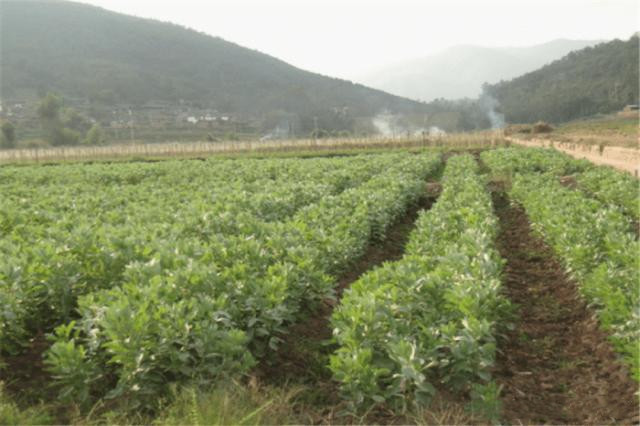 蚕豆的种植技术和方法,种植蚕豆过程300字