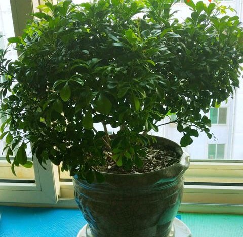 室内养米兰浇水的正确方法,室内养米兰的注意事项