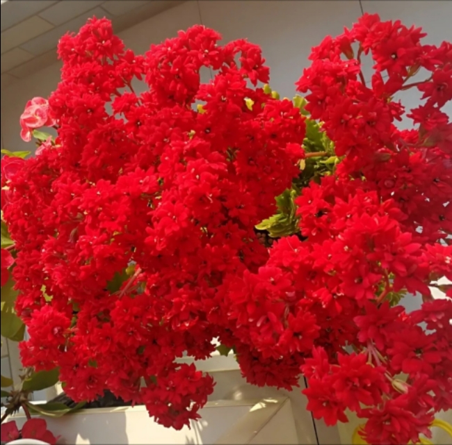 注意这4点，防止长寿花夏季黑腐或黑杆