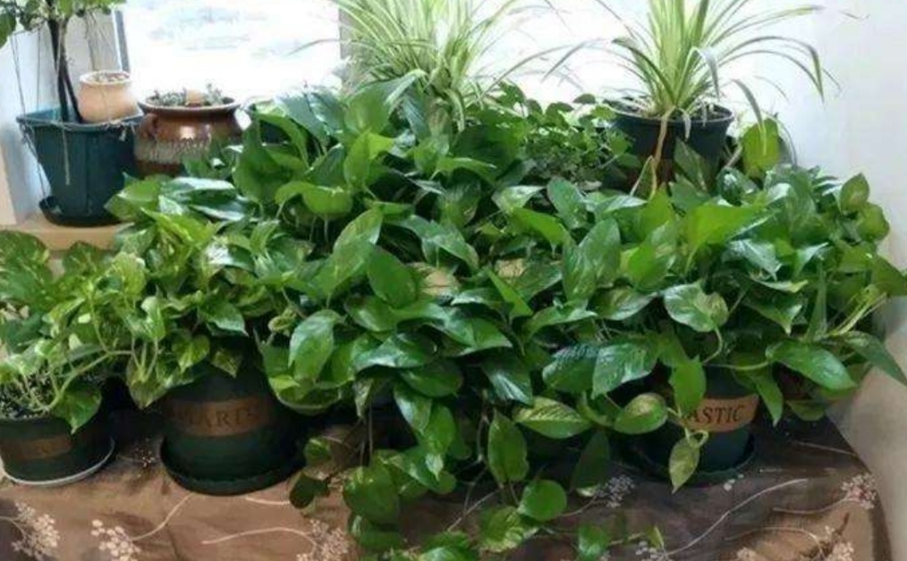 家里养花养鱼有什么好处,养花浇淘米水好吗