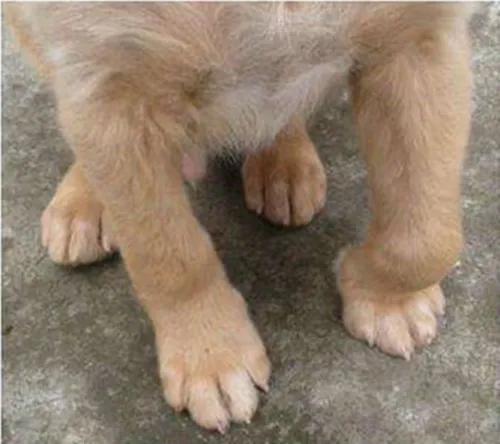 狗子腿哆嗦怎么回事,老狗脚关节肿了是什么原因