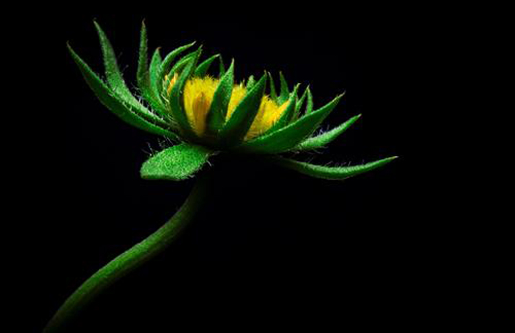 摄影微距技巧,花卉微距摄影技巧