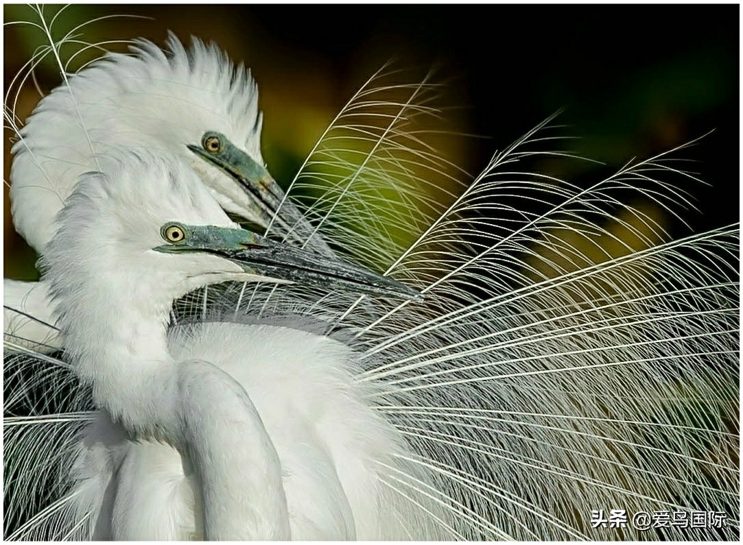 观鸟大年,观鸟作品100幅