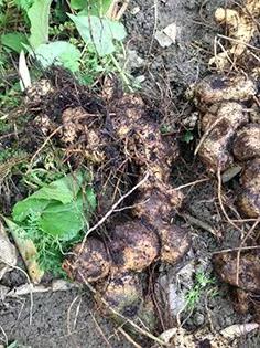 黄精补气养阴润肺药用,滋阴健脾黄精