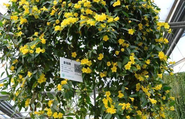 冬天茉莉能移盆吗,适合冬天养的花四季茉莉