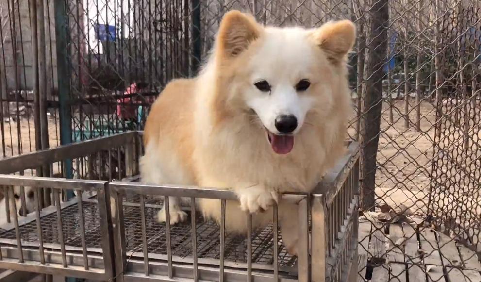 柯基杂交幼犬出售100元以下,河南柯基配种在哪里找配偶