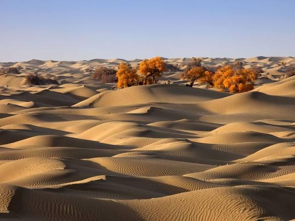 去沙漠探险中暑了怎么办,沙漠求生遇到晕倒的人